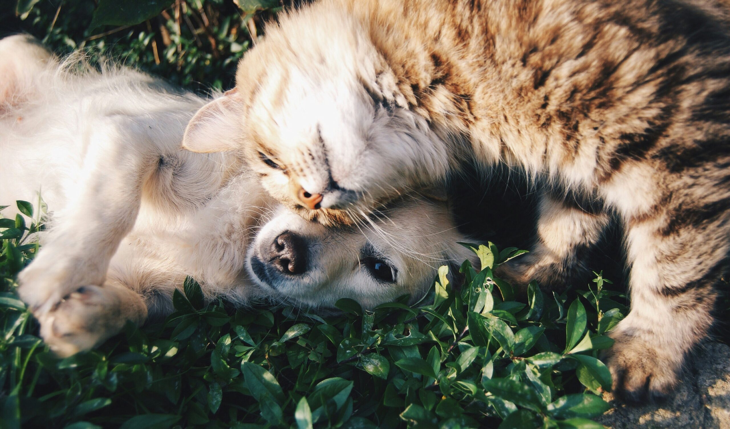 Vital Pet Group Scaling inventory performance across 10,000 SKUs with a lean team